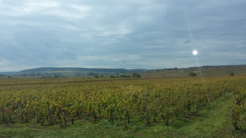 Burgund – Wo der Wein wächst